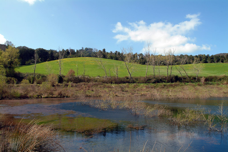 Tartaruga acquatica